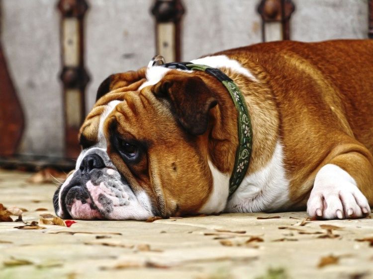 Perro triste