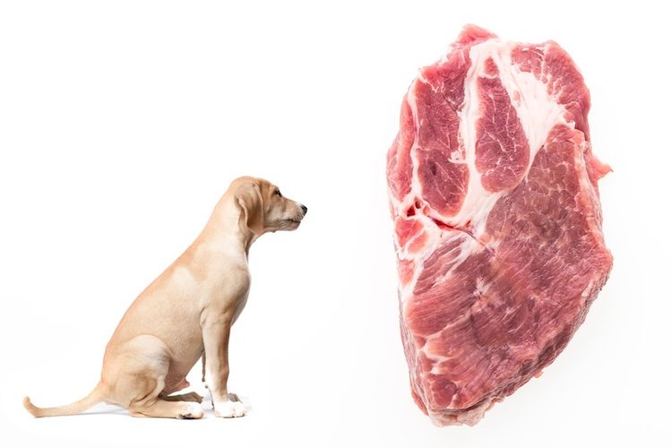 El perro y la carne de cerdo