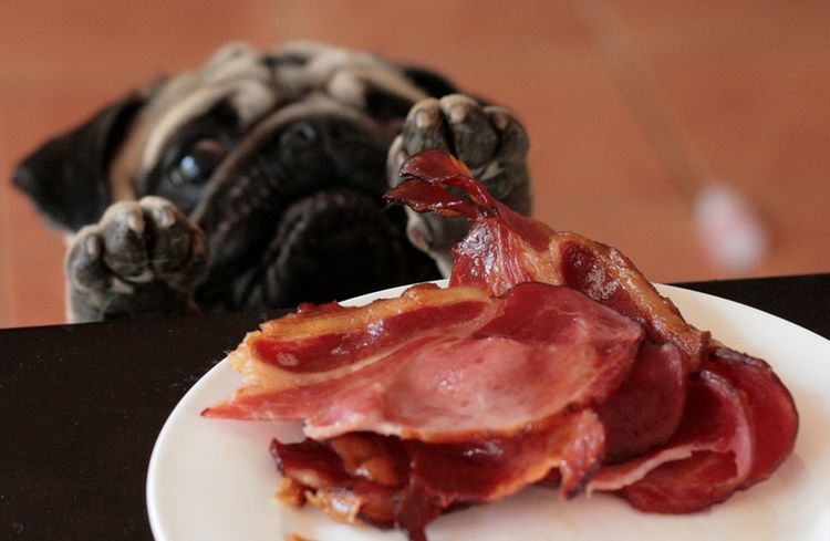 Un carlino roba cerdo