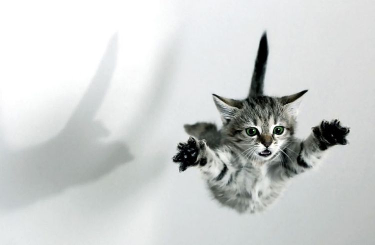 El gatito salta