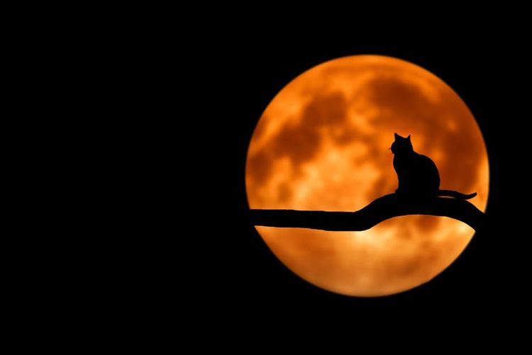 Gata con la luna de fondo
