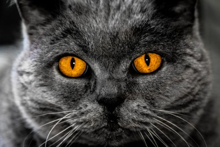 Gato británico