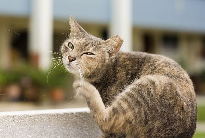 El gato muda el pelo