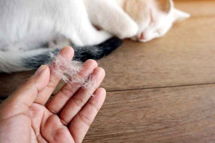 El gato pierde pelo