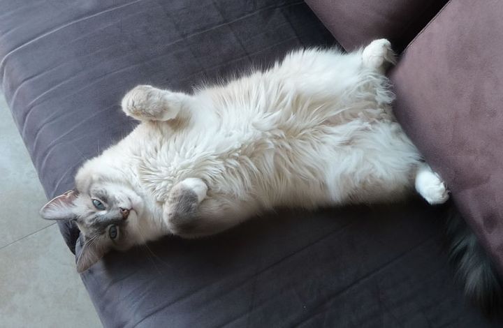 El gato pierde pelo