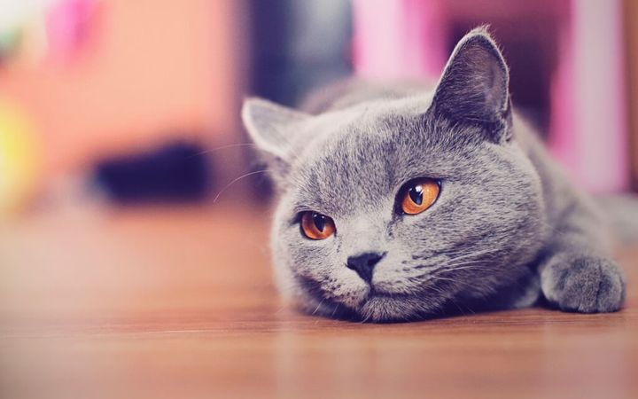¿Por qué al gato se le cae el pelo?