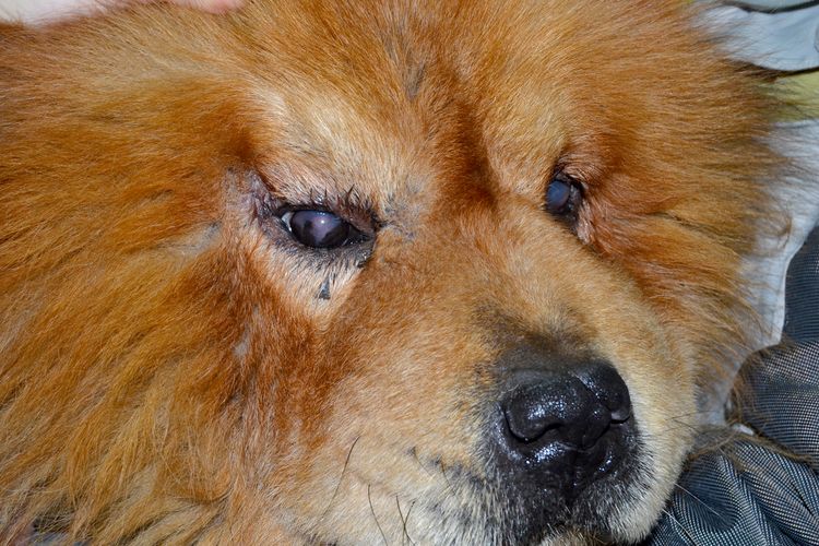 Conjuntivitis en perros