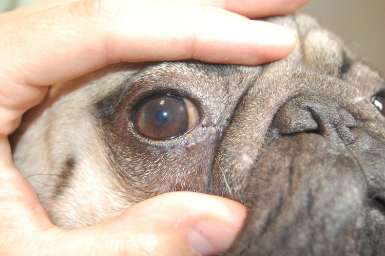 Irritación de la córnea en el perro