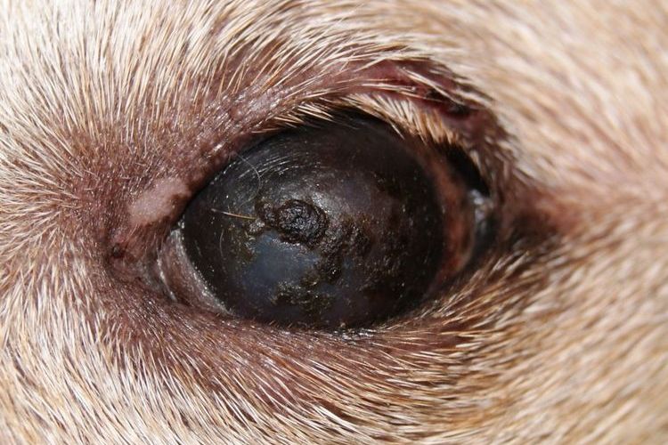 Síndrome del ojo seco en el perro