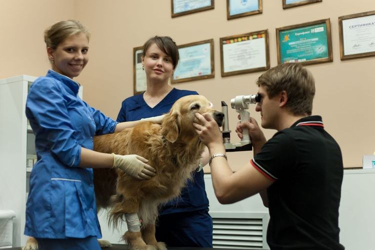Examen del perro por el oftalmólogo