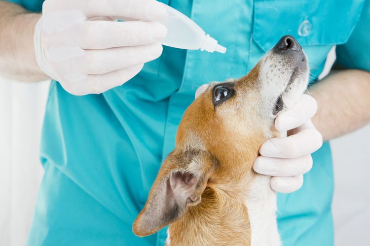 Examen del perro por el oftalmólogo