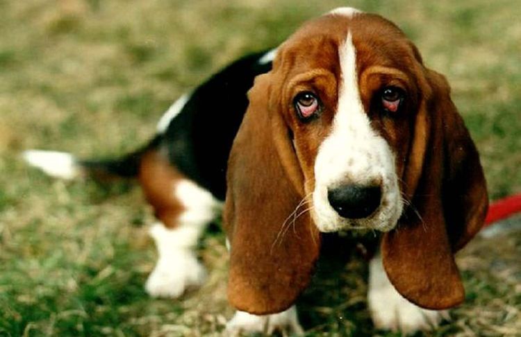 Por qué el perro puede tener los ojos rojos