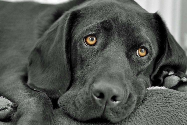 Perro negro triste