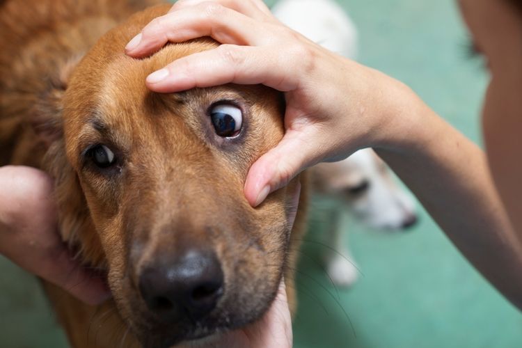 Examen del ojo del perro.