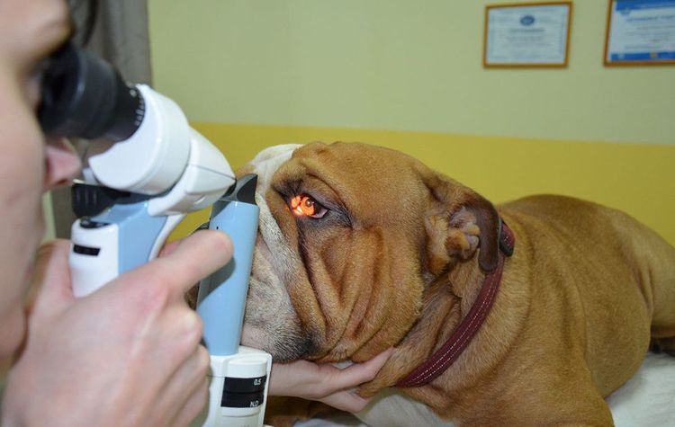 Examen del ojo del perro por el veterinario