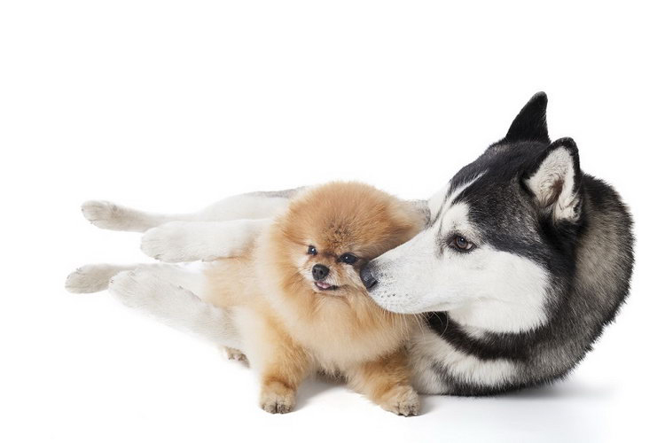Cruce de husky y spitz