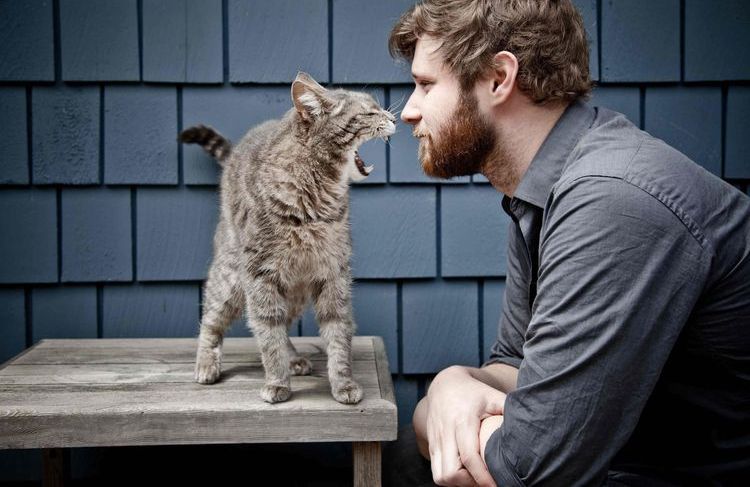 El gato y el dueño