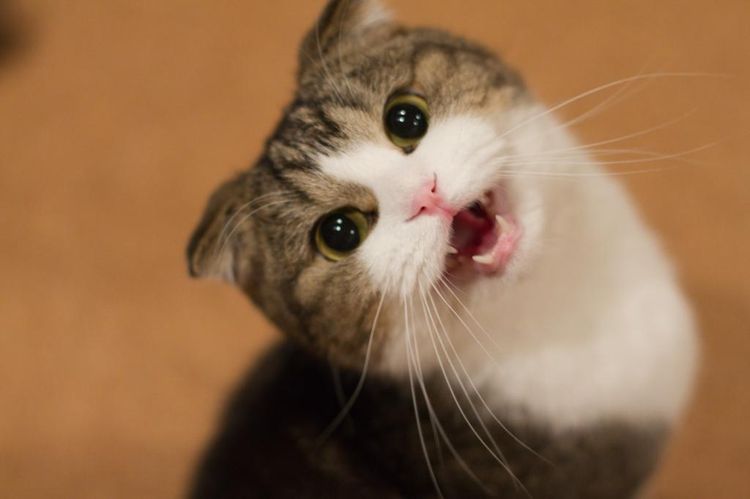 La gata maúlla