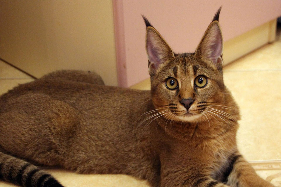 Gatos Chausie con borlas en las orejas