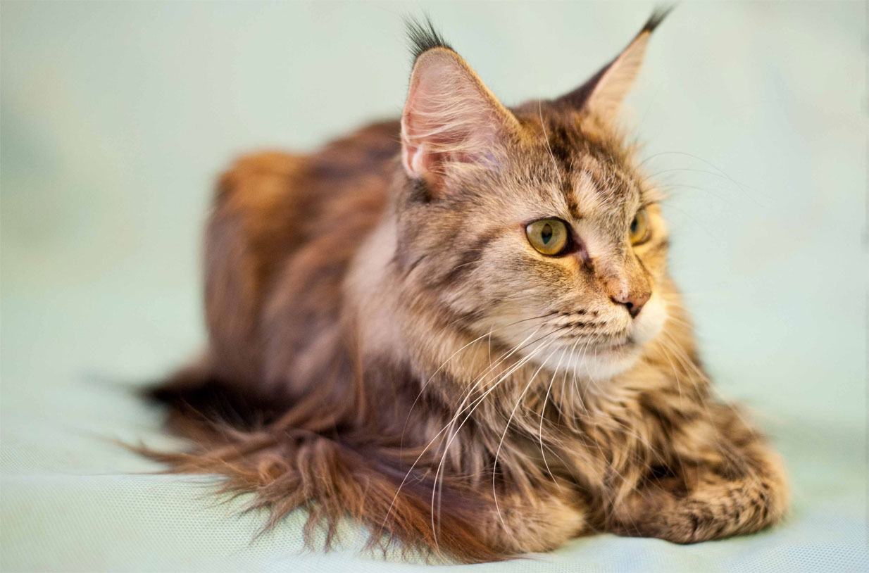 Maine Coon con borlas en las orejas