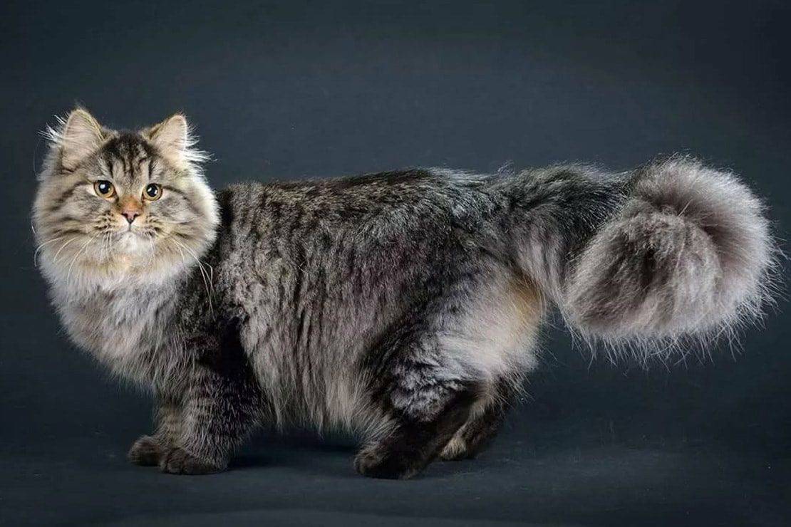 Siberiano