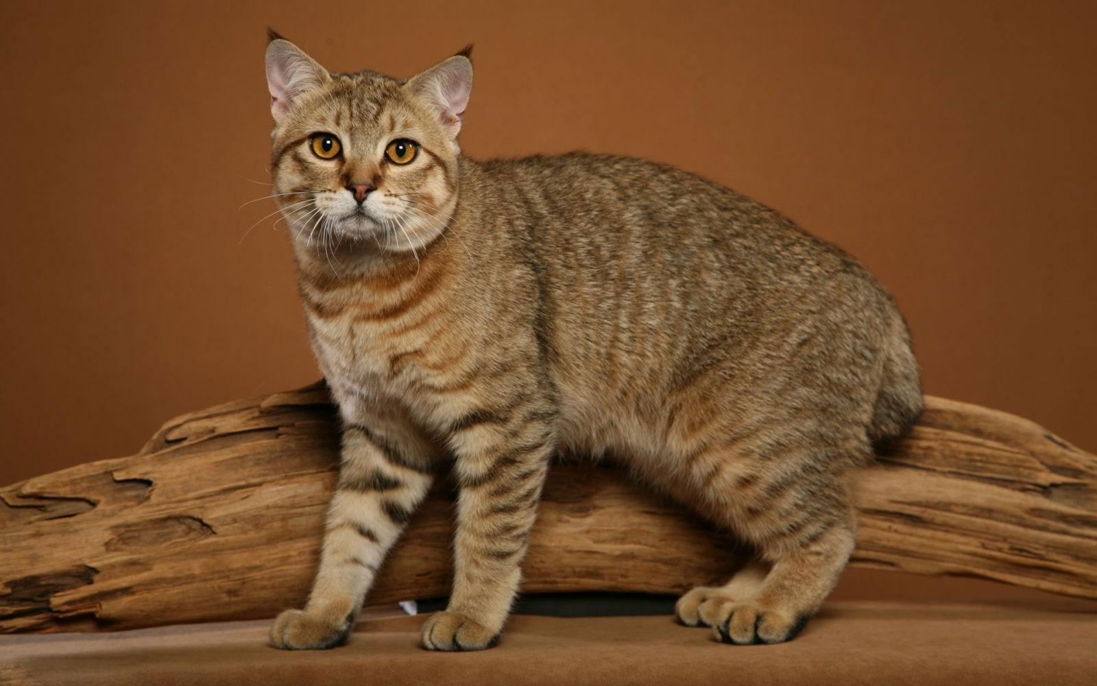 Pixie-bob - gatos con mechones en las orejas