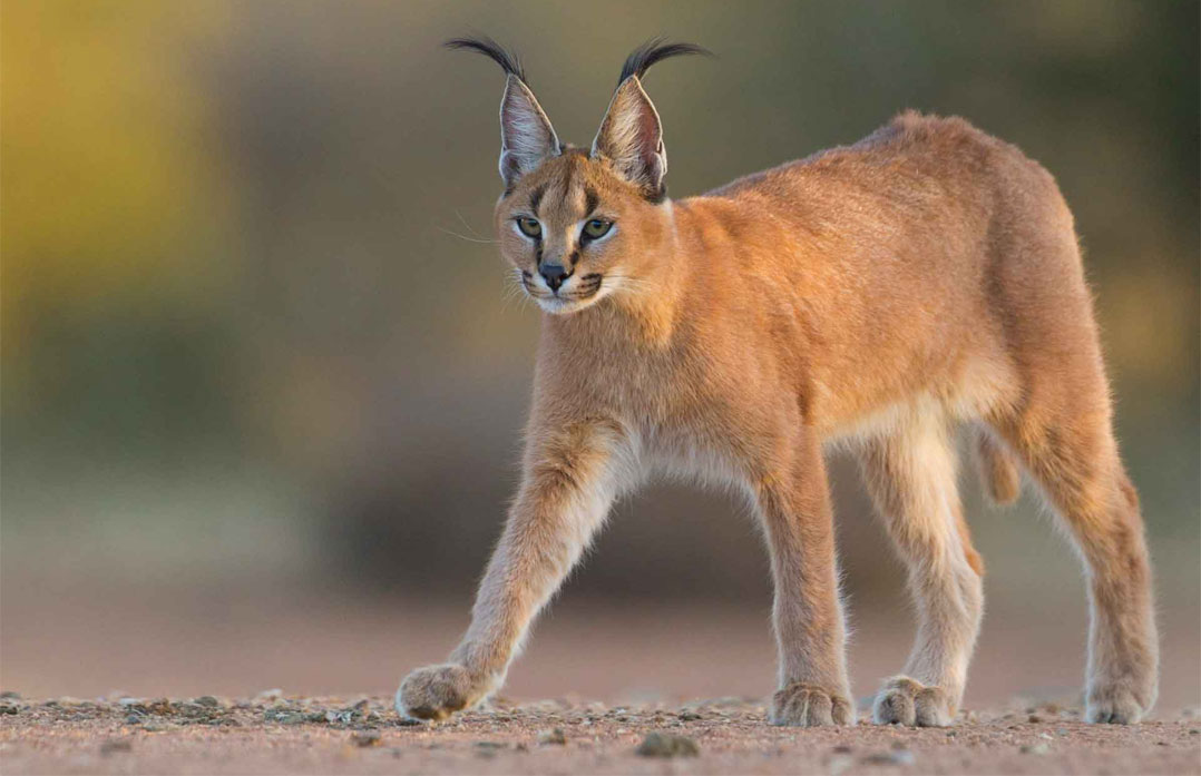 Gato caracal