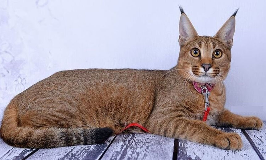 Caracat: gatos con borlas en las orejas