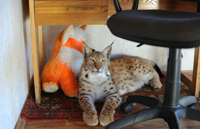 Lince doméstico