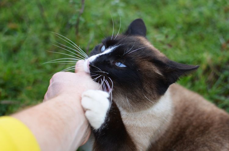 El gato muerde a su dueño