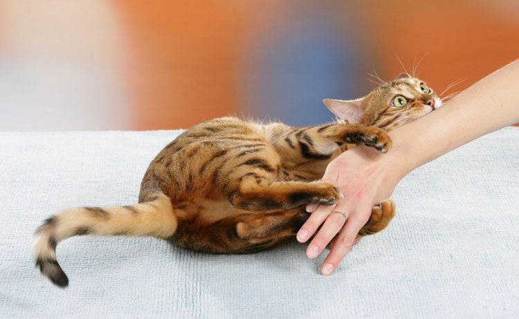 Un gato muerde a una persona