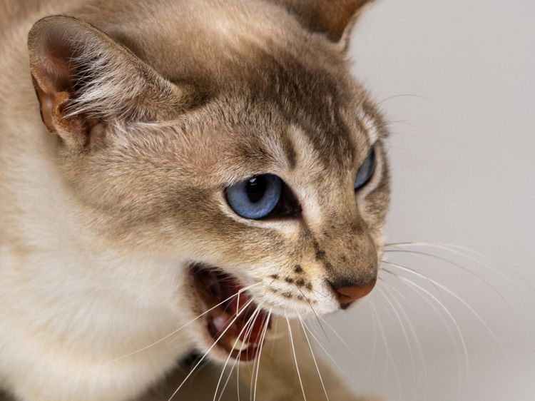 La rabia en los gatos