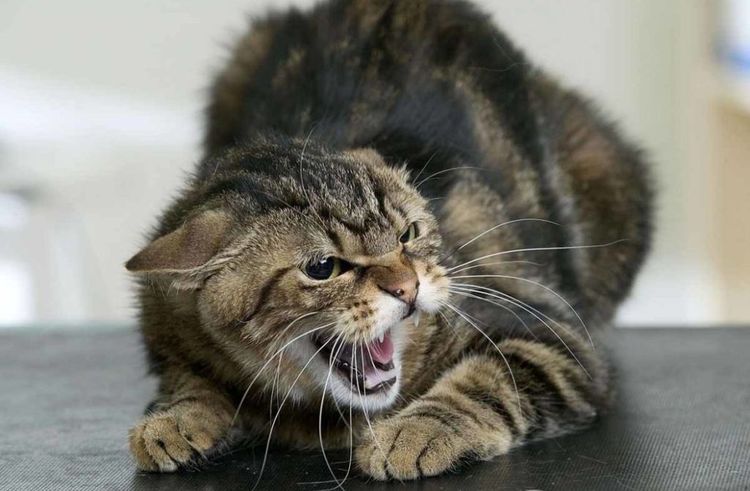 El gato enojado bufa