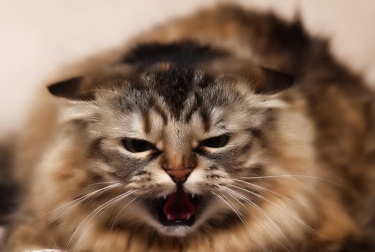 La rabia en los gatos