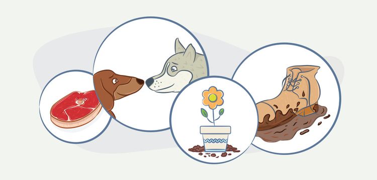 Vías de infección de los perros por parásitos internos