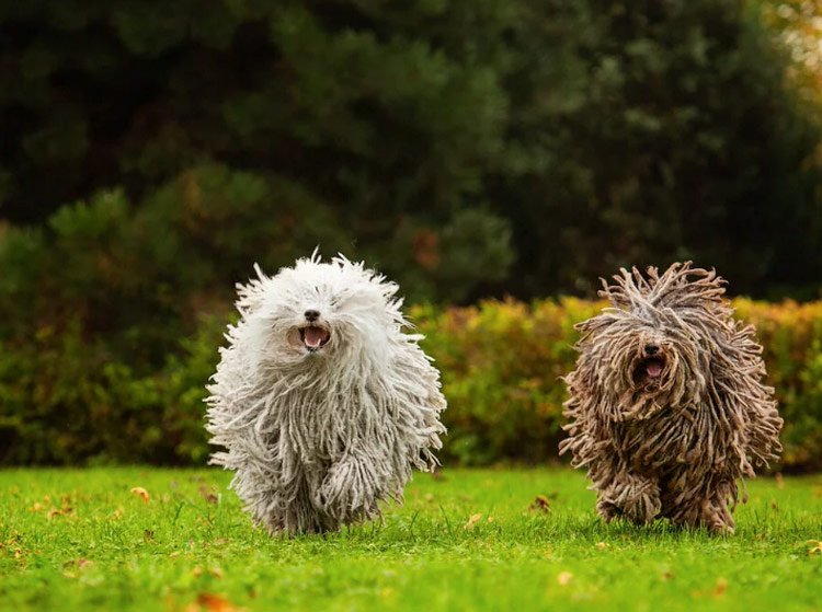 dos Puli