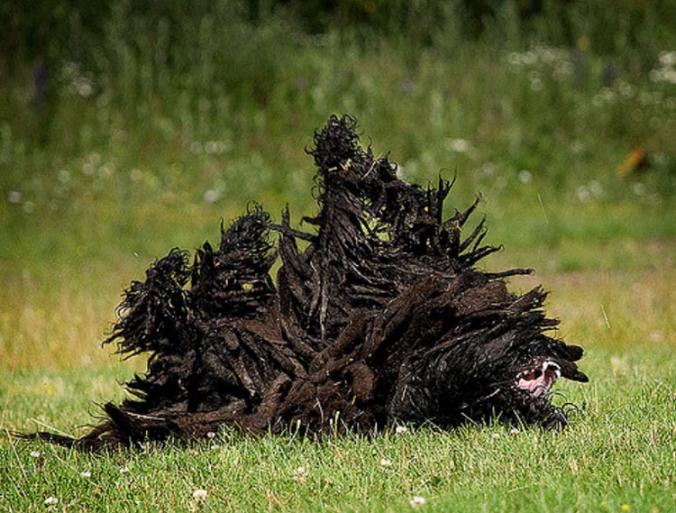 perro Puli en la hierba