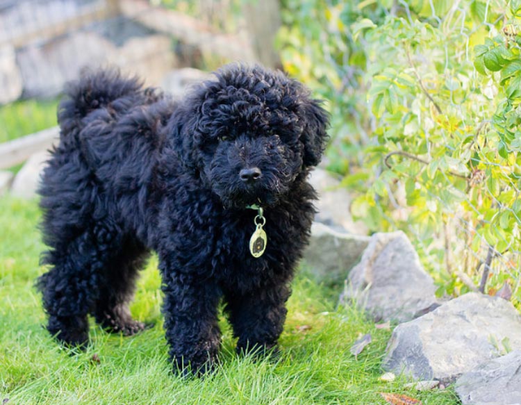 cachorro de raza Puli