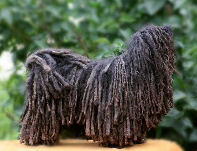 perro de raza puli