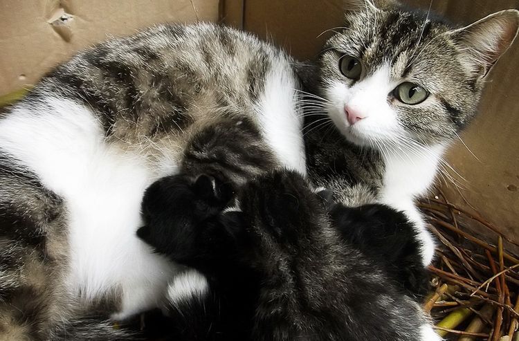 Gata con gatitos