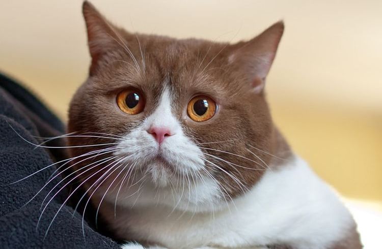Secreciones rosadas en la gata