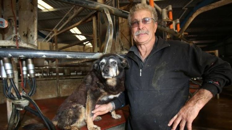Maggie, la perra más anciana