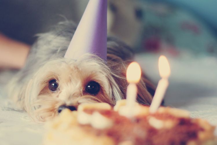 Cumpleaños del perro
