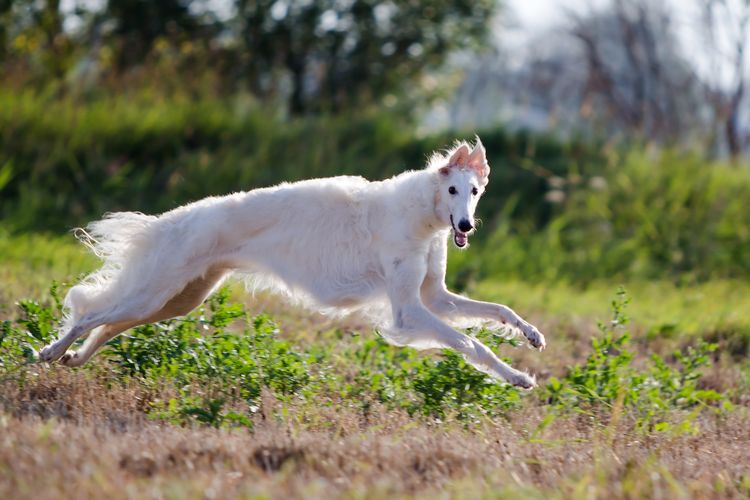 Borzoi