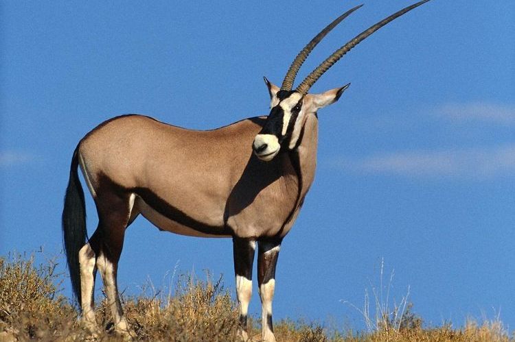 Antílope sudafricano (Gemsbok)