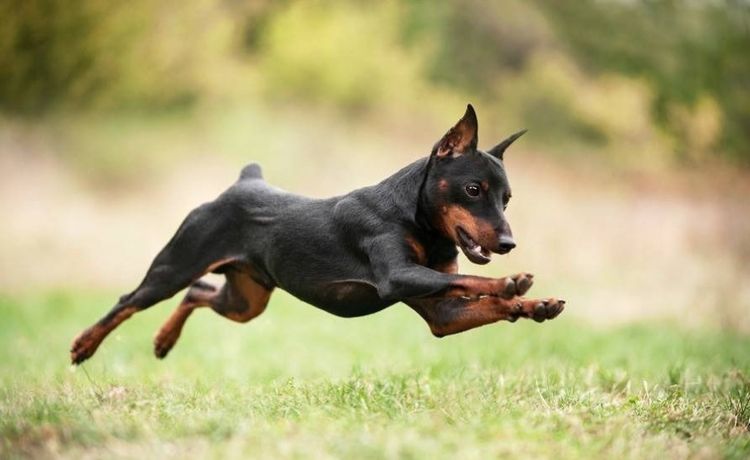 Zwergpinscher