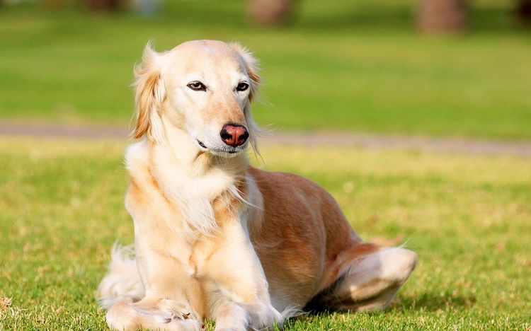 Saluki