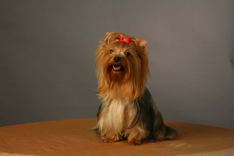 Yorkshire Terrier