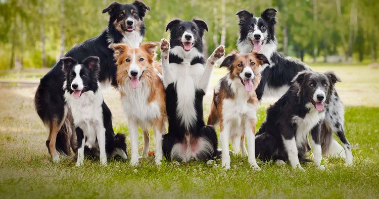 Border collie