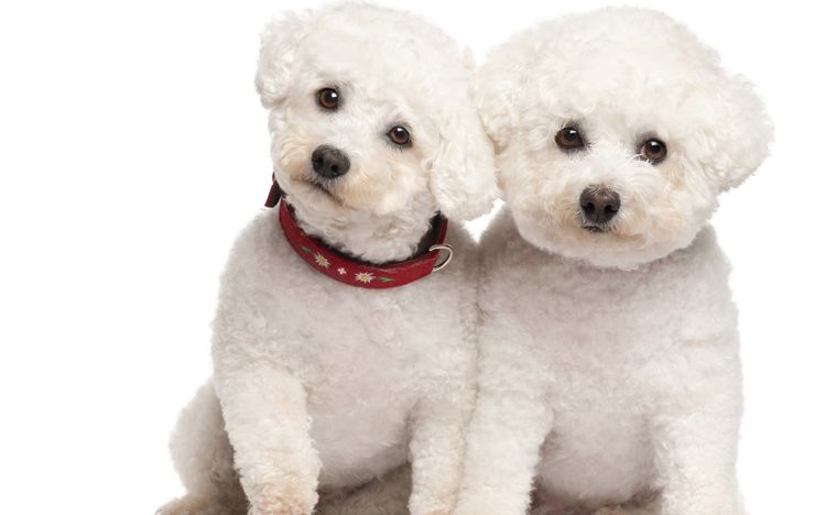 Bichón frisé